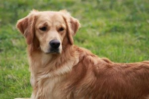 What a good look working golden retriever.