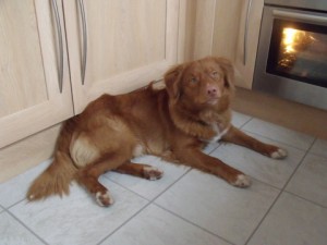 Dexter waiting for dinner!