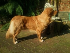 Nova Scotia Duck Tolling Retriever Fallowfen's Star of Pads