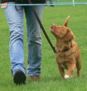 Nova Scotia Duck Tolling Retriever Fallowfen's Silver Cairn