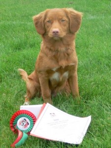 Nova Scotia Duck Tolling Retriever Fallowfen's Silver Cairn