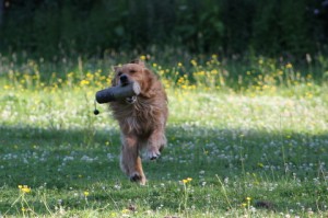 The father is a strong golden retriever with style and stamina.