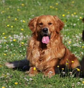 Jake is a dark working golden retriever.