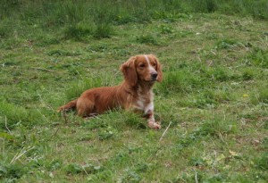 golden working cocker spaniel stud dog