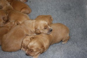 Golden retriever pups