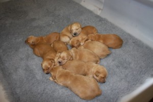 Golden retriever brood.