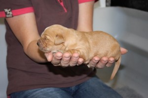 Goldie pup