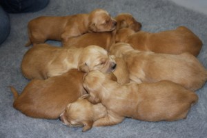 Fantastic goldie litter.
