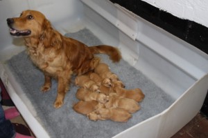 Proud golden retriever mum