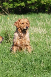 Bess is a working golden retriever.