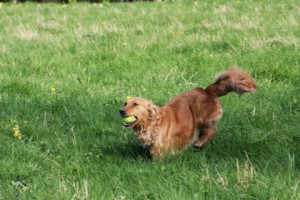 Our golden retriever bess retrieving