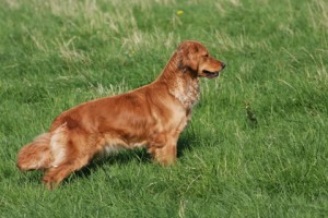 Bess our golden retriever is an expectant mother.