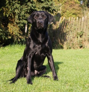 Labrador stud dog Calderhey Digger