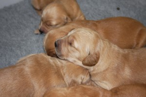 Goldie puppies 1 week old.