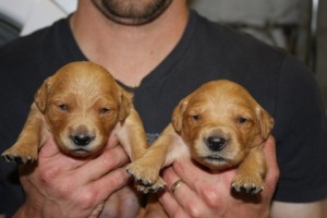 2 girls 2 weeks old