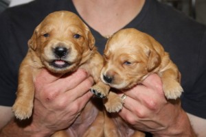 2 girls 2 weeks old