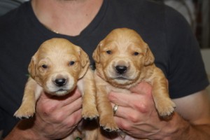 2 boys 2 weeks old