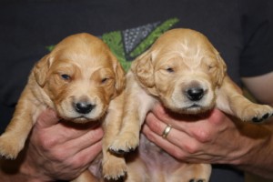 2 boys 2 weeks old