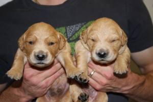 2 boys 2 weeks old
