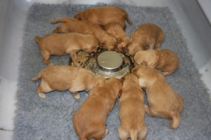 Golden retriever pups first solid feed.