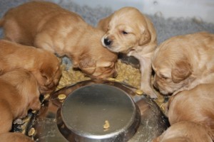 Golden retriever pups first solid feed.
