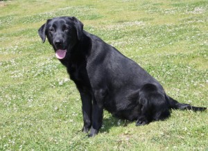 Millie starting to look pregnant.