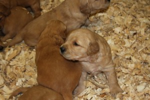 Taken today just over 3 weeks old.