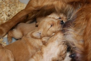 Taken today just over 3 weeks old.