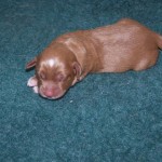 Toller puppy.