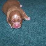 Toller puppy.