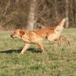 Angus - Golden Retriever Stud Dog