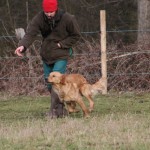 Angus - Golden Retriever Stud Dog
