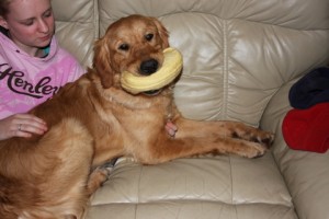 Angus - Golden Retriever Stud Dog