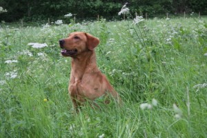 Chip - Up and coming Fox Red Labrdor stud dog.