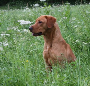 Fox red labrador stud dog.