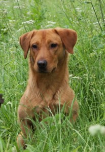 Fox Red Labrador at stud in Nottinghamshire.