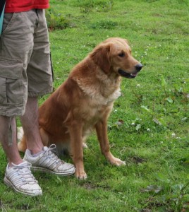 Jenny our Golden Retriever ready for work.