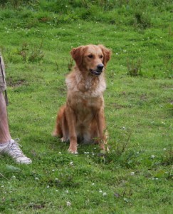 Jenny our Golden Retriever