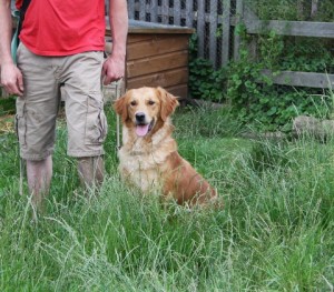 Golden Retriever litter due soon.