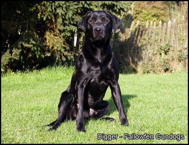 digger-studdog-d