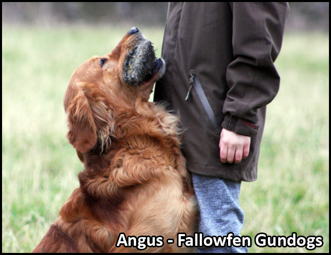Angus Stud Dog Fallowfen