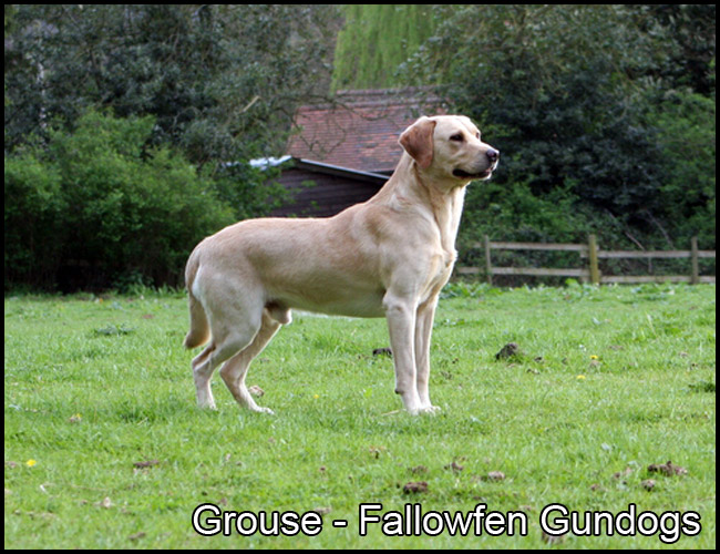 Grouse 2017 Fallowfen A