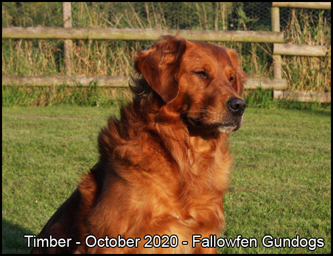 Main Fallowfen Timber Stud Golden Retriever