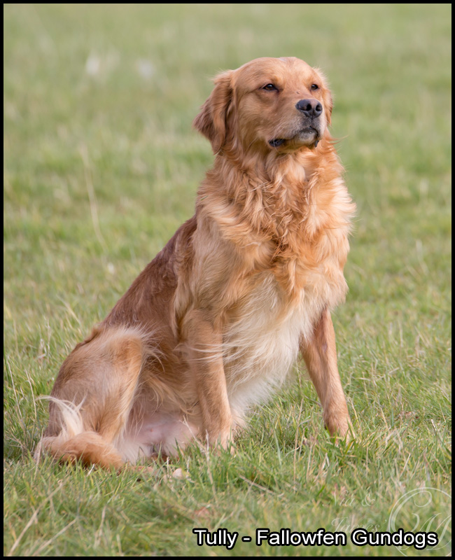 Tully Stud Fallowfen h
